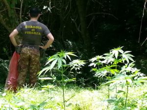 Droga: guardia finanza scopre piantagioni canapa indiana a Cetraro