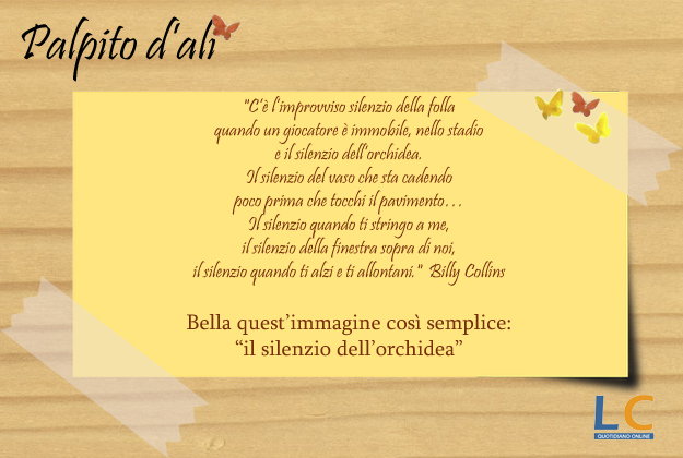 palpito_d_ali_49x