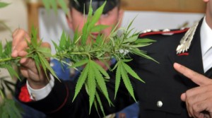 carabinieri_piante_di_canapa[1]