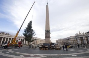 Pope Francis' Christmas tree