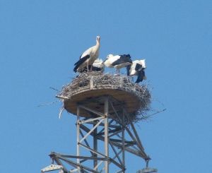 Nidificaz Piattaforma