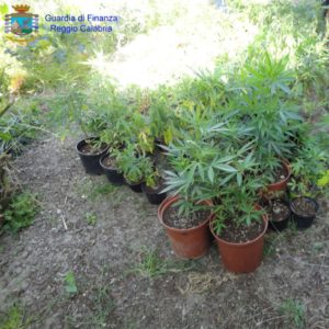piante marjiuana