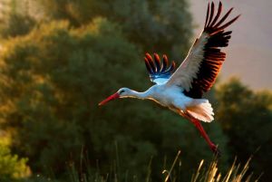 tn_Foto A. Mancuso cicogna bianco