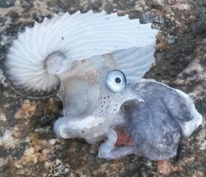 Argonauta trovato sulla spiaggia di Briatico
