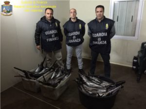 gdf_roan_vv_pesce_spada_1