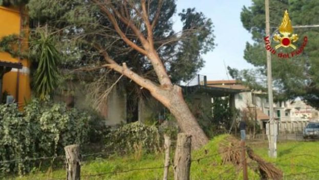 Alberi abbattuti a causa del maltempo